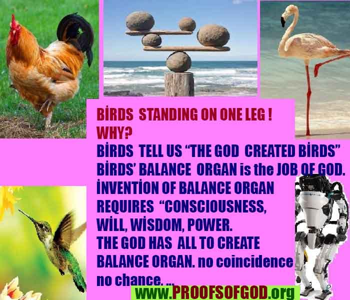 god is real, god exists here proofs, god's proofs, proofs of god, evidences of god, proofs-god, signs-god